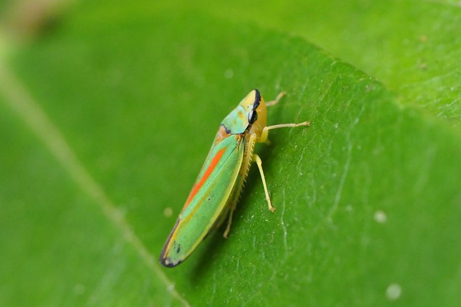 Wat is dit voor een insect